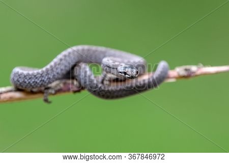 Smooth Snakes Eyes (coronella Austriaca) Taken On Heathland Nature Habitat On Branch