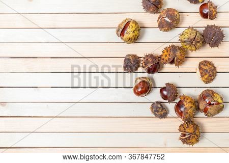 Ripe Brown Aesculus Hippocastanum And Nuts In Prickly Shell Are Scattered On Light Wooden Background