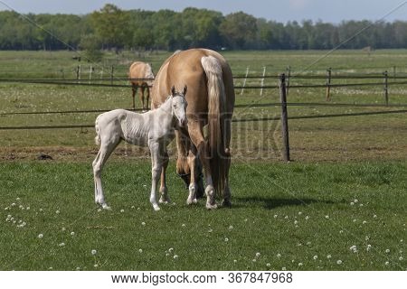 Cremello Mare With A Newborn Cremello Foal Standing In The Pasture. Animal Portrait