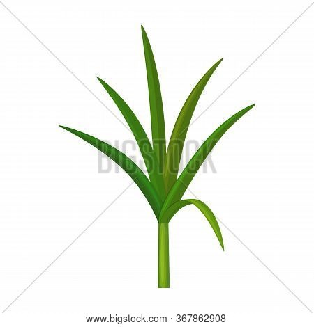 Leaf Sugar Cane Vector Icon.cartoon Vector Icon Isolated On White Background Leaf Sugar Cane.