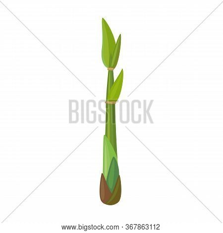 Leaf Sugar Cane Vector Icon.cartoon Vector Icon Isolated On White Background Leaf Sugar Cane.