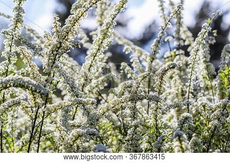 Thunberg Spirea (spiraea Thunbergii) Bush In Blossom. Background Of White Flowers