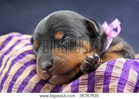 Lille Pinscher hvalp