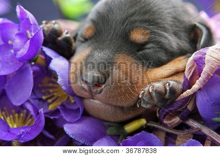 Lille Pinscher hvalp