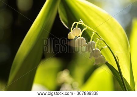 Lily of valley Nature spring flower Nature lilly flower Nature White flower Nature flower background flower morning Nature background flower Macro Nature background flower Nature flower Nature background flower Nature background flower Nature Wildflower.