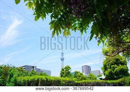 Tokyo / Japan - May 05, 2019:  Wisteria Leaves. Blue Sky And Tower In The Background