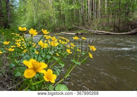 Caltha Palustris Yellow Flowers Near River In Forest