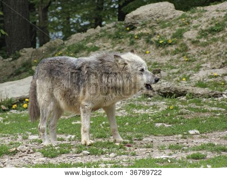 Loup gris