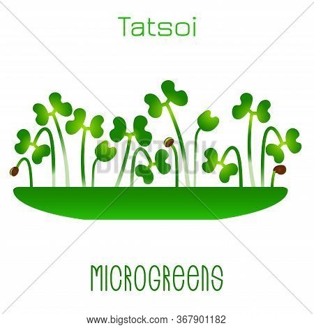 Microgreens Tatsoi. Sprouts In A Bowl. Sprouting Seeds Of A Plant. Vitamin Supplement, Vegan Food.