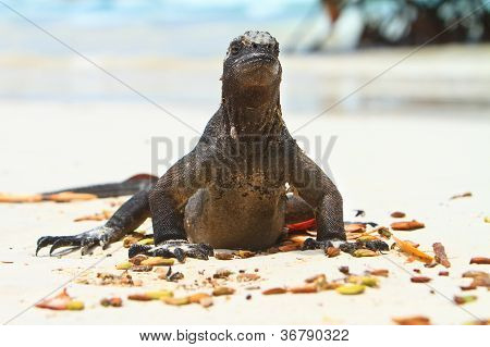 Iguana sahilde