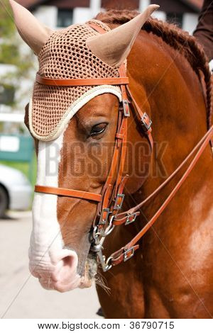 Brun Lusitano Horse