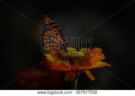 Close up shot of Butterfly on a daisy flower
