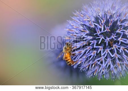 Globe Thistle flowers with bee close up shot