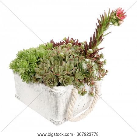 Variety houseleek Sempervivum tectorum with flower bloom in flowerpot
