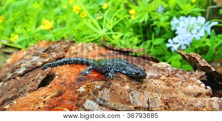 Niebieski zauważył Salamandra (Ambystoma bocznej cześci budynku)