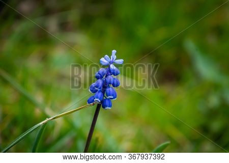 Soft Close-up Picture Of A Blue Flower With A Blurry Green Background