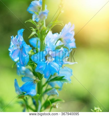 Blue bell flowers on blurred background. Delphinium on a background blur bokeh. Close-up picture of Delphinium flowers. Blue bell flower growing in a botanic garden, nature. Gardening concept