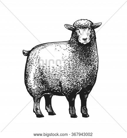 Cartoon Stylezed Vector Illustration Of The Sheep In Graphic Style On The White Background.
