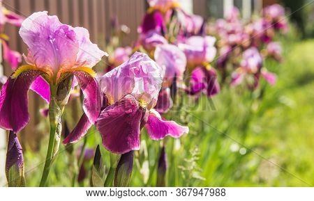 Iris. A Plant With Impressive Flowers, Garden Decoration. Isolated  Iris Germanica Is The Name For A