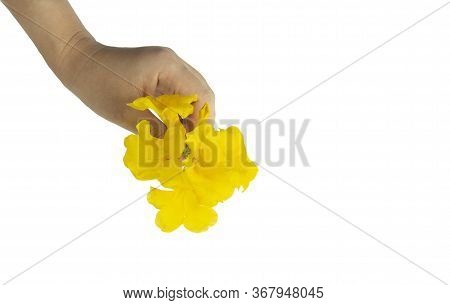 Yellow Elder, Trumpetbush, Trumpetflower, Yellow Trumpet-flower, Yellow Trumpetbush, Tecoma Stans ,b