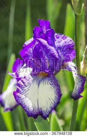 Iris. A Plant With Impressive Flowers, Garden Decoration. Isolated  Iris Germanica Is The Name For A