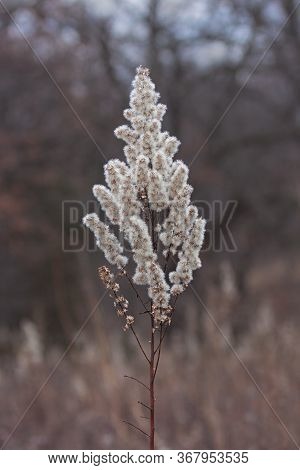A Goldenrod That Has Gone To Seed Stands Alone In An Autumn Prairie.