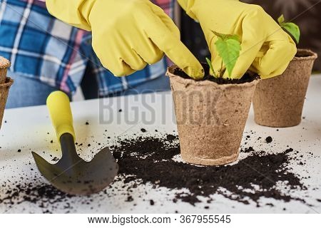Woman Hands In A Yellow Gloves Transplating Plant. Plant Care Concept
