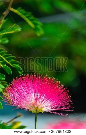 Beautiful Raintree Flower (samanea Saman (jacg.) Merr. ) At Thai Flower Garden