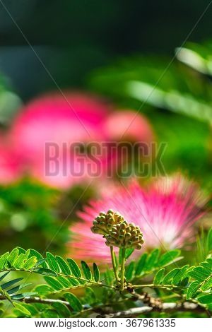 Beautiful Raintree Flower (samanea Saman (jacg.) Merr. ) At Thai Flower Garden