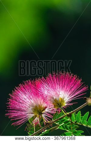Beautiful Raintree Flower (samanea Saman (jacg.) Merr. ) At Thai Flower Garden
