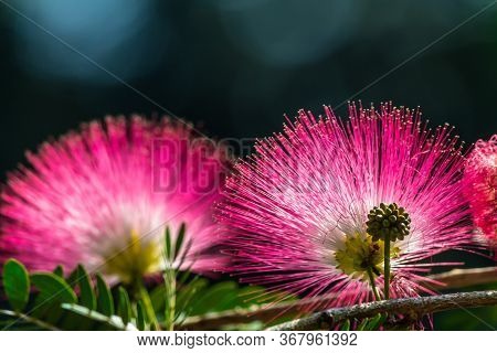 Beautiful Raintree Flower (samanea Saman (jacg.) Merr. ) At Thai Flower Garden