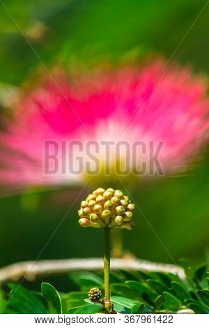 Beautiful Raintree Flower (samanea Saman (jacg.) Merr. ) At Thai Flower Garden