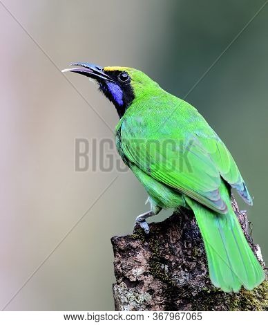 The Golden-fronted Leafbird Is A Species Of Leafbird. It Is Found From The Indian Subcontinent And S