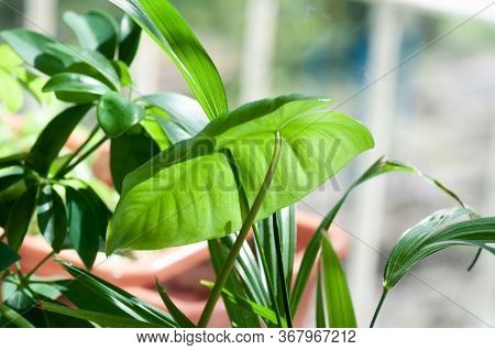 Close Up On Cute Heart Shaped Leaves Of Heart Leaf Philodendron, Sweetheart House Plant