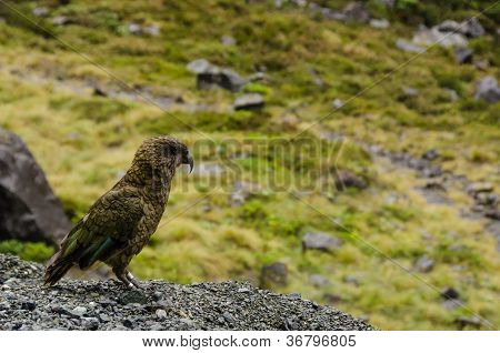 KEA papegaaien, Nestor Notabilis, staande op een gebied van gras