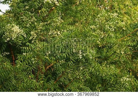Azadirachta Indica, Commonly Known As Neem, Nimtree Or Indian Lilac
