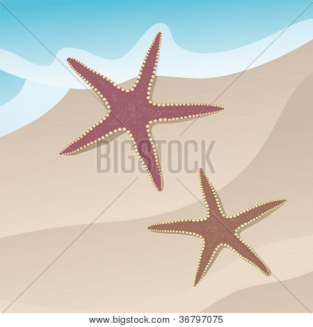 Морская звезда