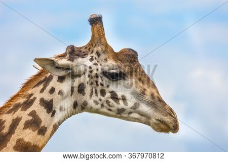 Portrait of a sad giraffe. Jeep Safari Masai Mara, Kenya. Long-necked giraffe with beautiful spotted skin and small horns in the African savannah. The concept of photo tourism