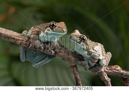 Mission Golden-eyed Tree Frogs In Thick Jungle Foliage