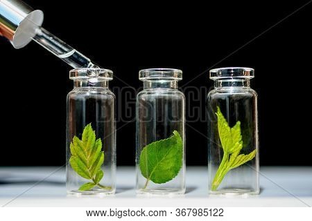 Glass Bottles, Test Tubes With Plant Sprouts On Black Backgroundnatural Skin Care, Organic Cosmetics