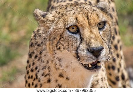 Cheetah, Acinonyx Jubatus, Guepard, De Wildt Cheetah Centre, South Africa, Africa