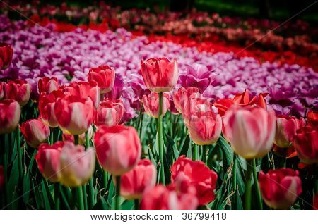 Champ de tulipes colorées