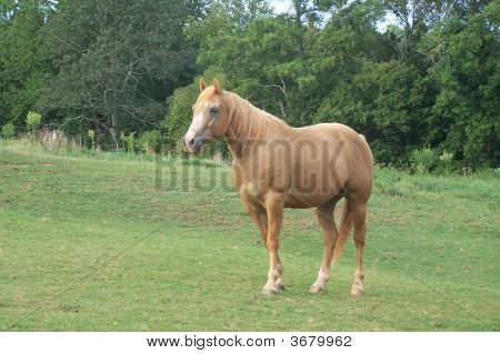 Hesten ser ud i fjerne.