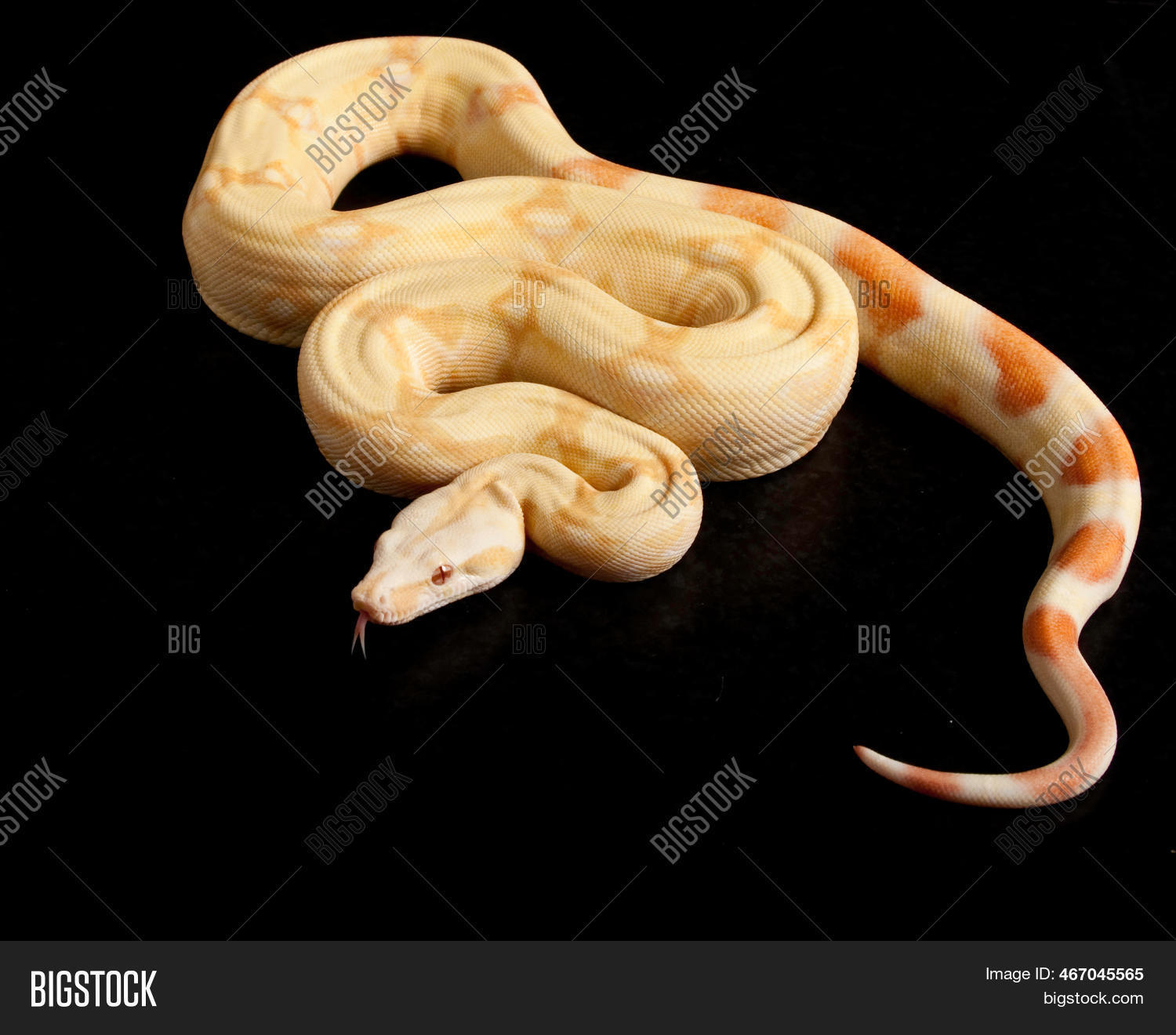 Albino Red Tailed Boa Image & Photo (Free Trial) Bigstock
