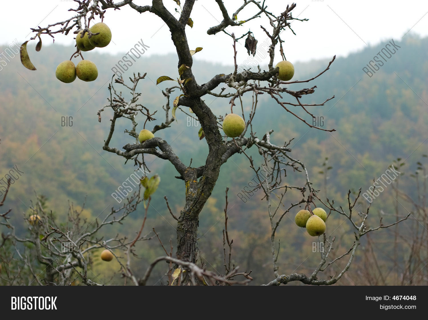 Pear Tree No Leaves Image & Photo (Free Trial) Bigstock