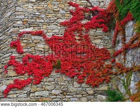 Climbing Plant On The Stone Wall Of The Gottweig Monastery, Austria