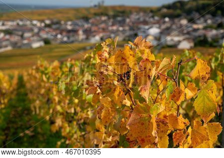Autumn View On Colorful Grand Cru Champagne Vineyards Near Moulin De Verzenay, Pinot Noir Grape Plan