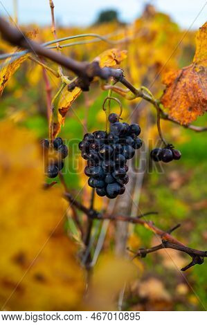 Autumn View On Colorful Grand Cru Champagne Vineyards Near Moulin De Verzenay, Pinot Noir Grape Plan