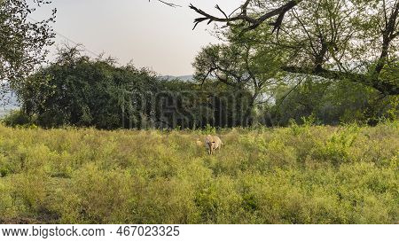 Indian  Nilgai Antelope Boselaphus Tragocamelus Graze In A Meadow With Lush Green Grass. Bushes And 