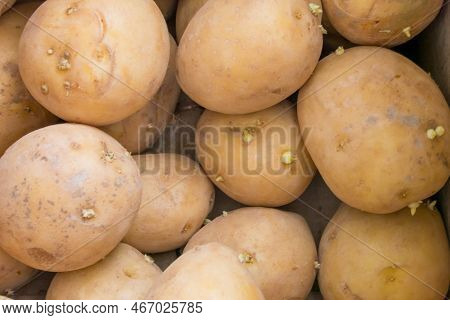 Large Potato Tubers Sprouted Close-up With Sprouts